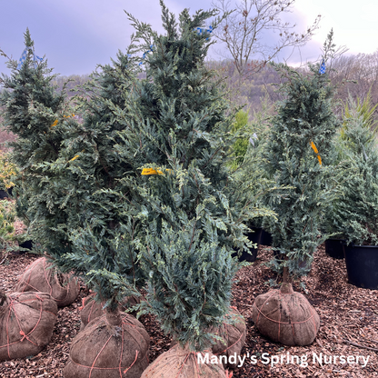 'Moonglow' Juniper | Juniperus scopulorum 'Moonglow'