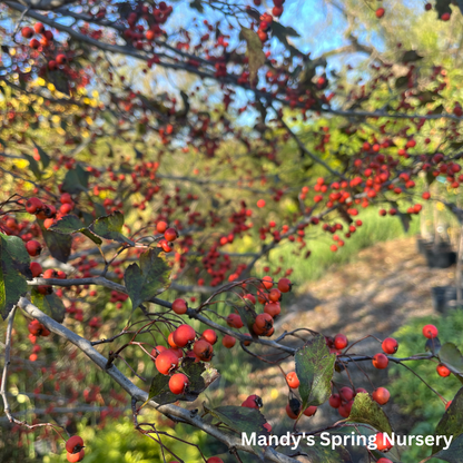 Winter King Hawthorn | Crataegus viridis 'Winter King'