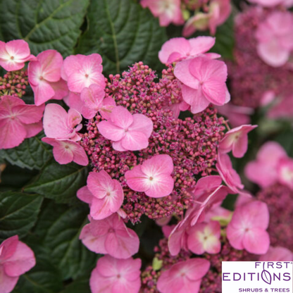 Pop Star Reblooming Endless Summer® Bigleaf Hydrangea | Hydrangea macrophylla 'Bailmacsix'