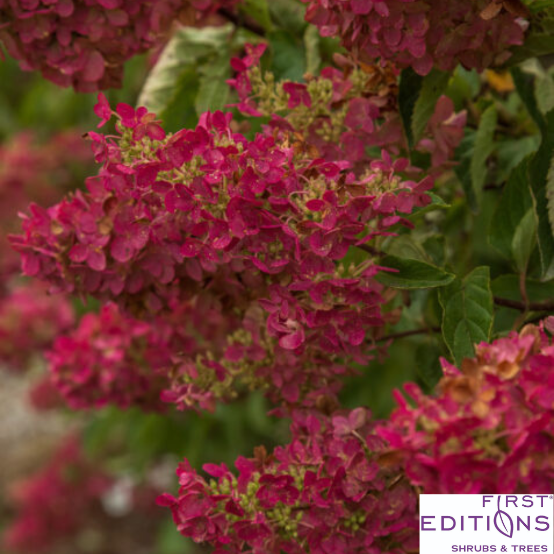 Berry White Hydrangea | Hydrangea paniculata