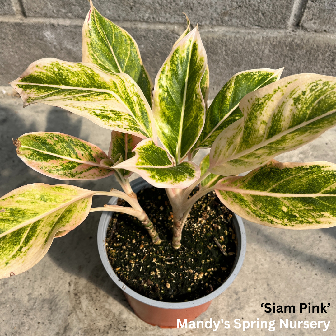 Lucky Plant' | Aglaonema