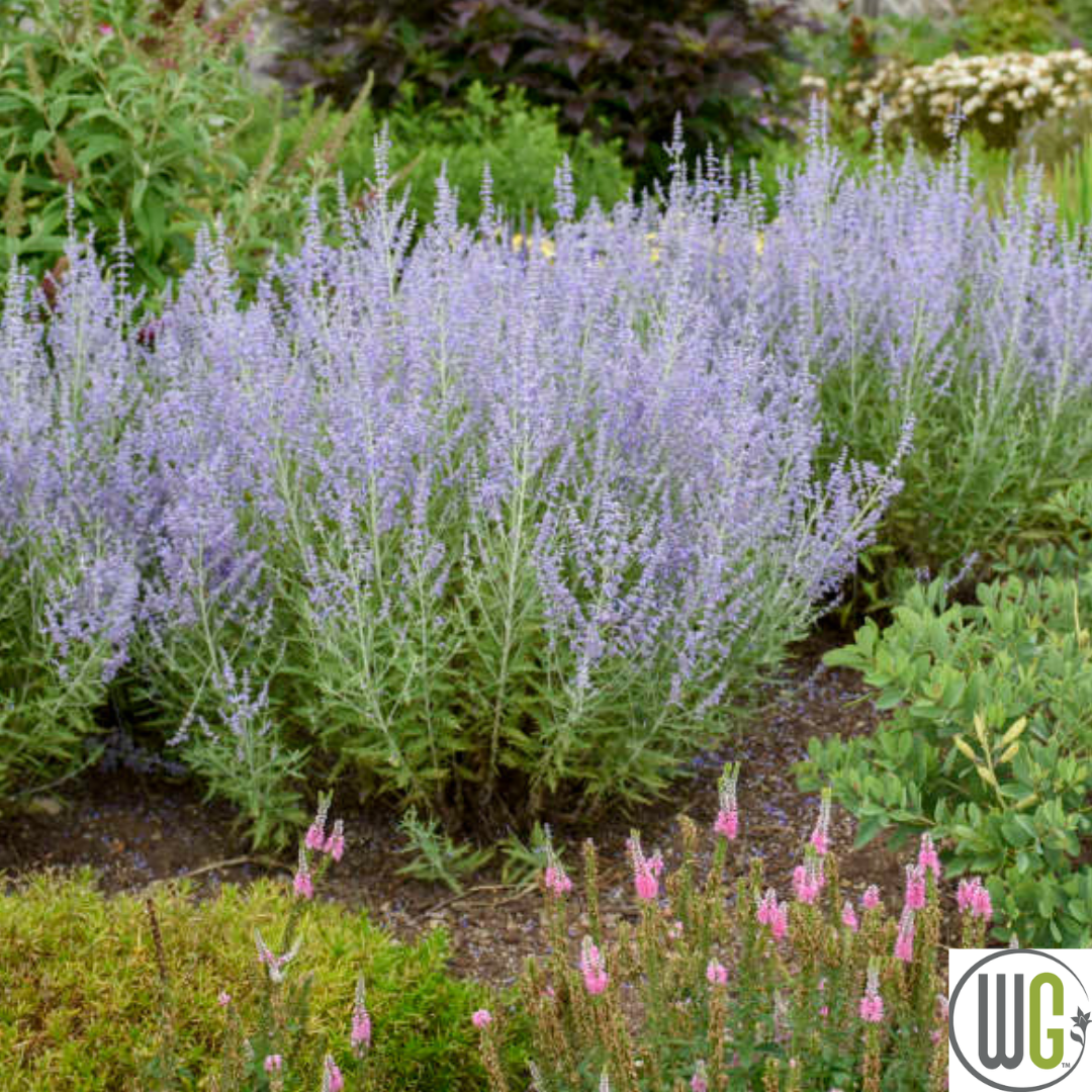 Russian Sage | Perovskia atriplicifolia
