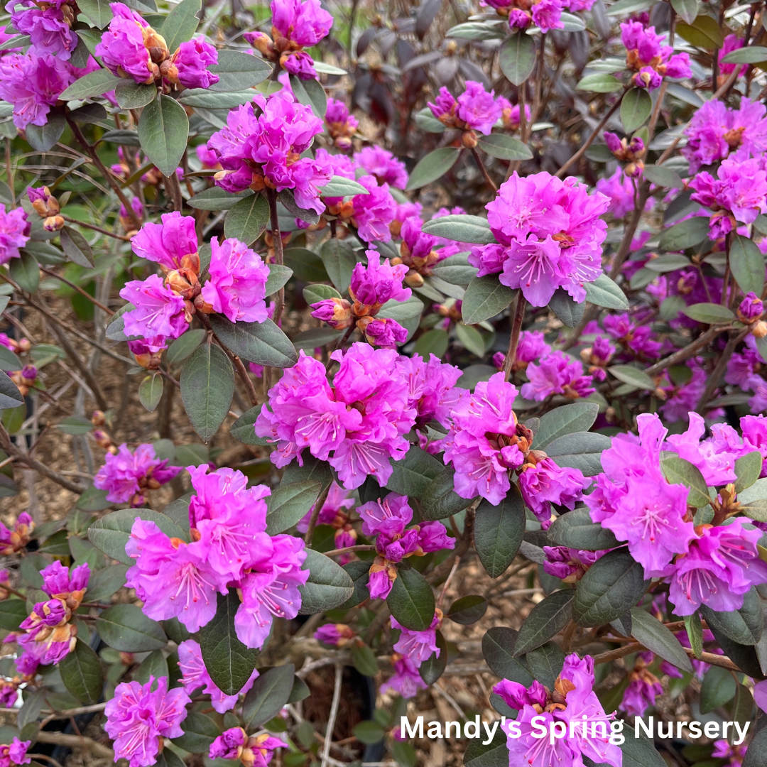 'PJM Elite' Rhododendron | Rhododendron