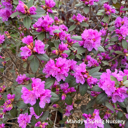 PJM Elite' Rhododendron | Rhododendron