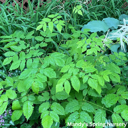 Goat's Beard | Aruncus dioicus