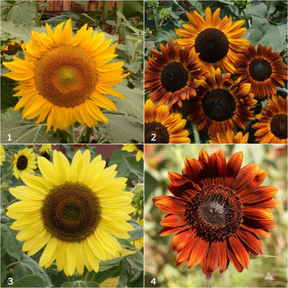 Garden Sprinkles - Grow Love Sunflower