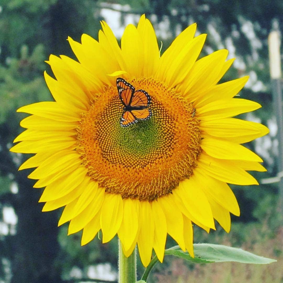 Garden Sprinkles - Grow Love Sunflower