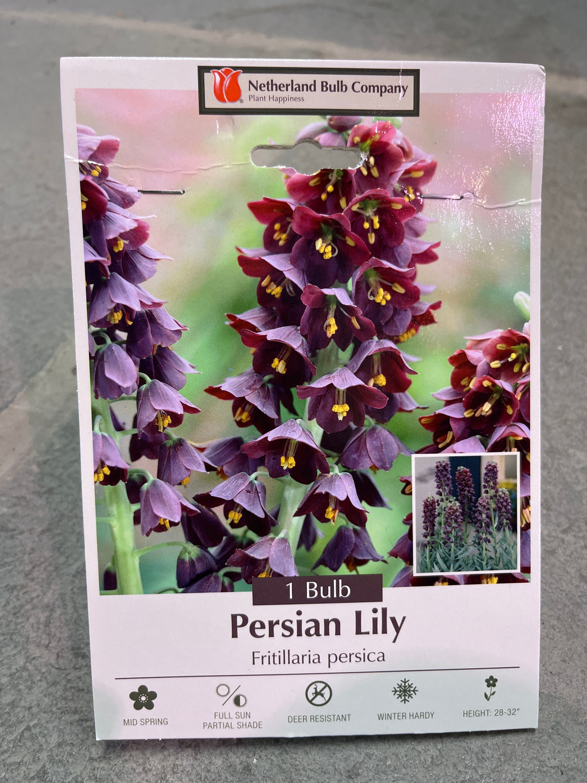 Fritillaria persica 1 bulb
