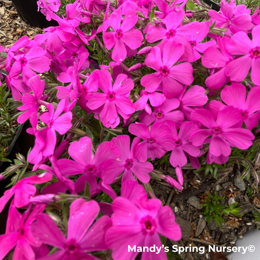 'Drummond's Pink' Creeping Phlox | Phlox subulata