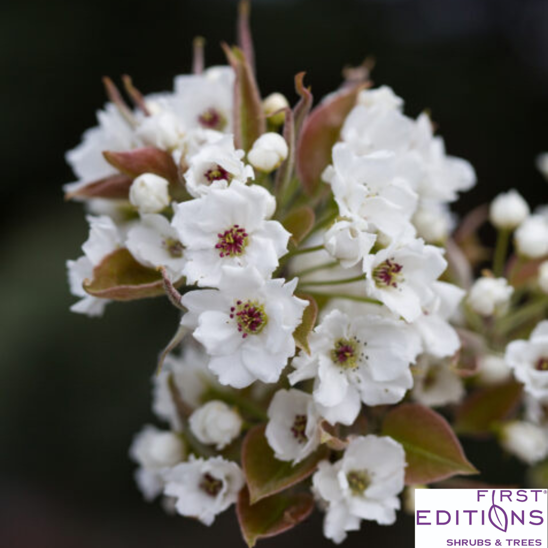 Tawara Asian Pear | Pyrus