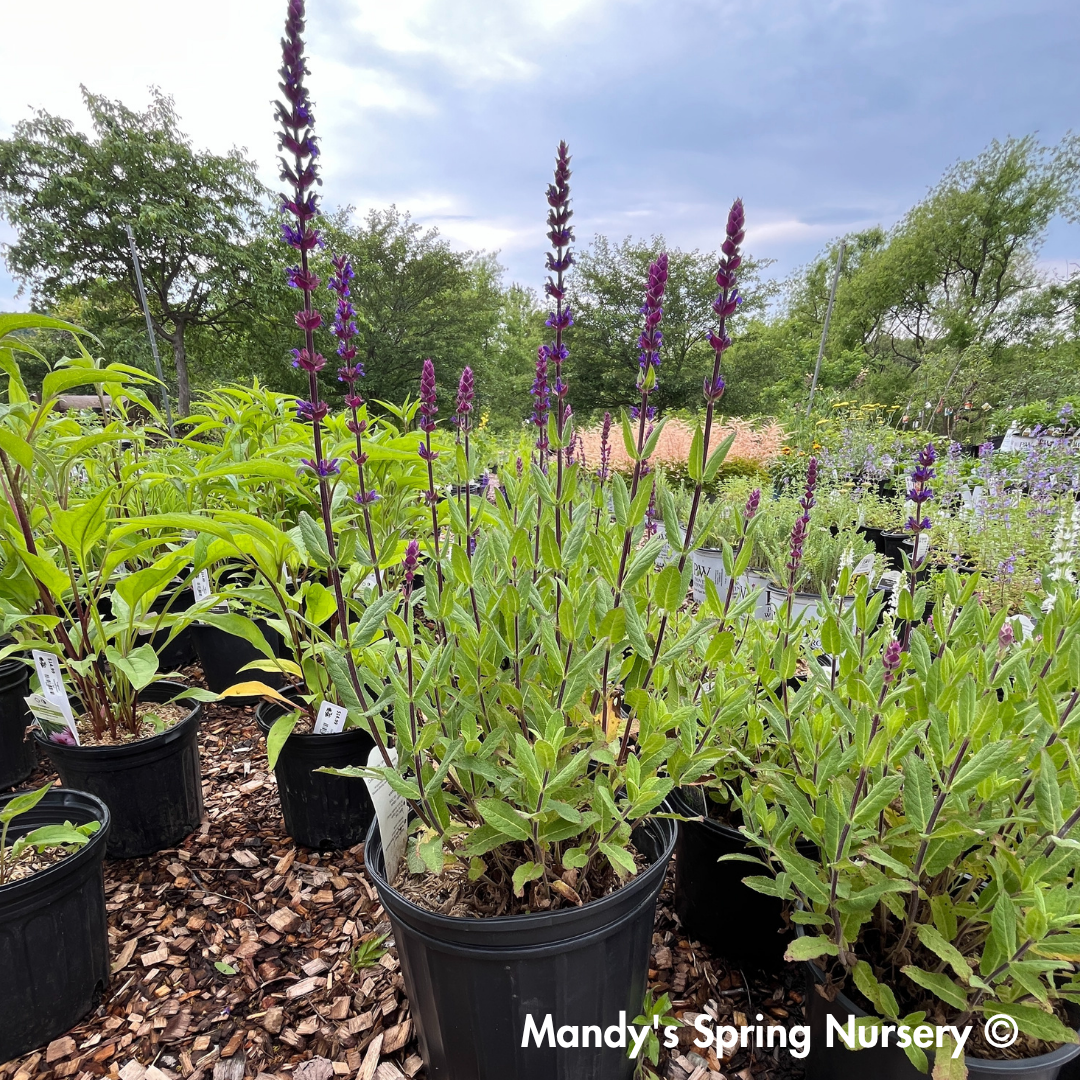 'Caradonna' Salvia | Salvia nemorosa