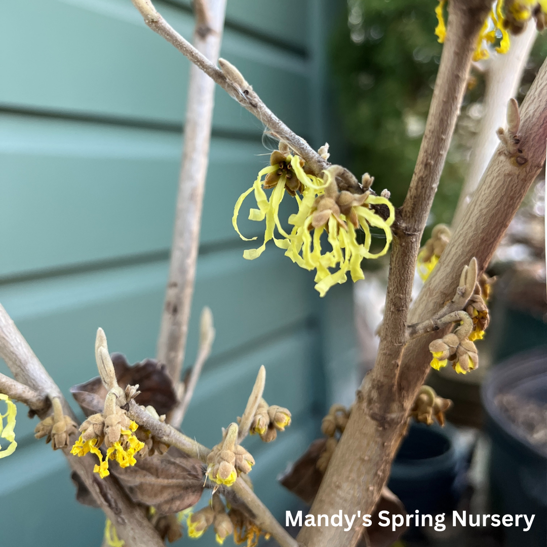 'Arnold Promise' Witch Hazel | Hamamelis x intermedia