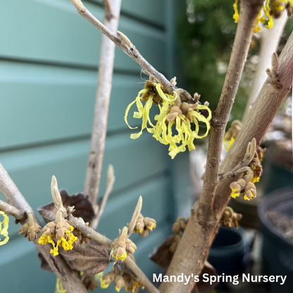 'Arnold Promise' Witch Hazel | Hamamelis x intermedia