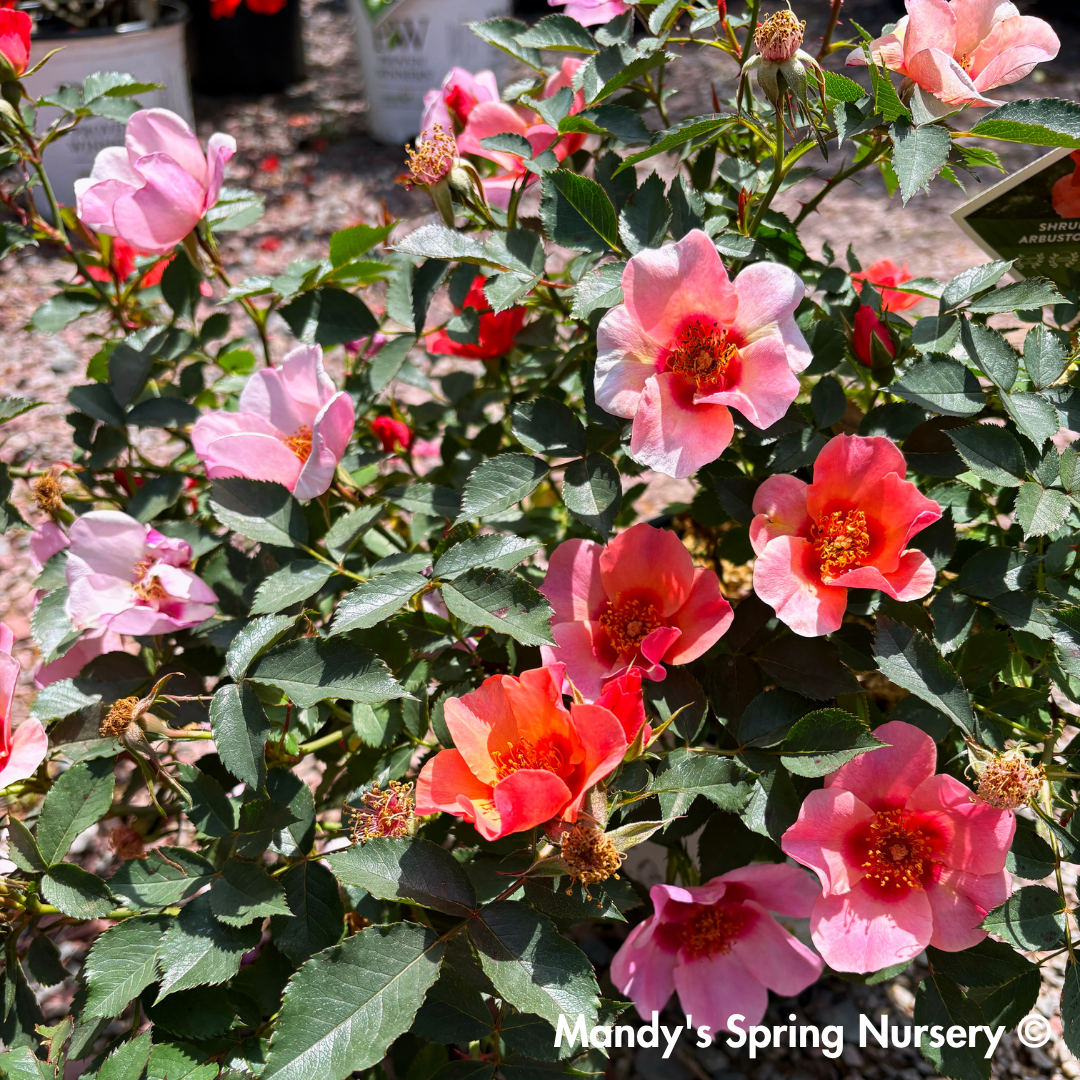 'Ringo All Star' Rose | Rosa