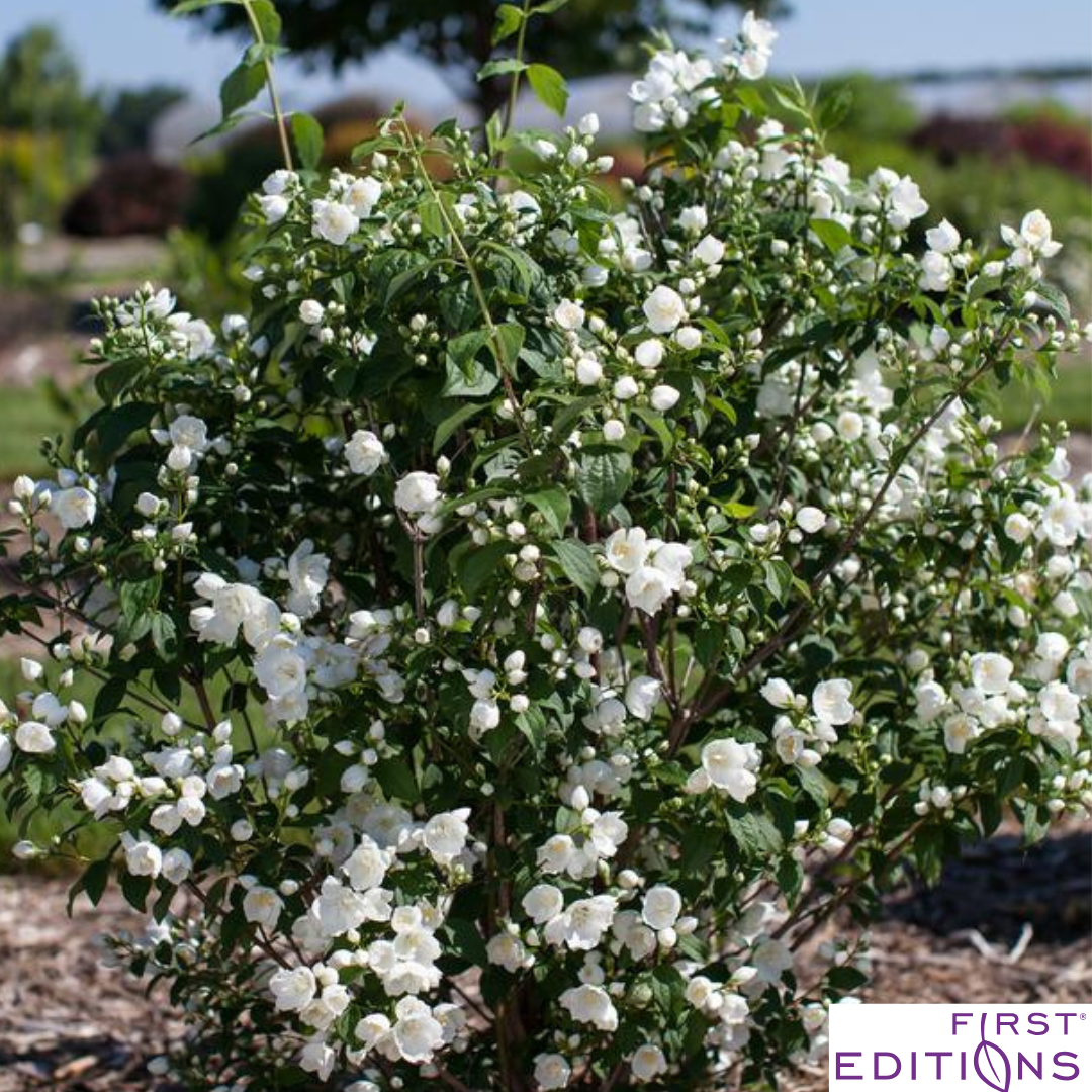 Snow White Mockorange | Philadelphus