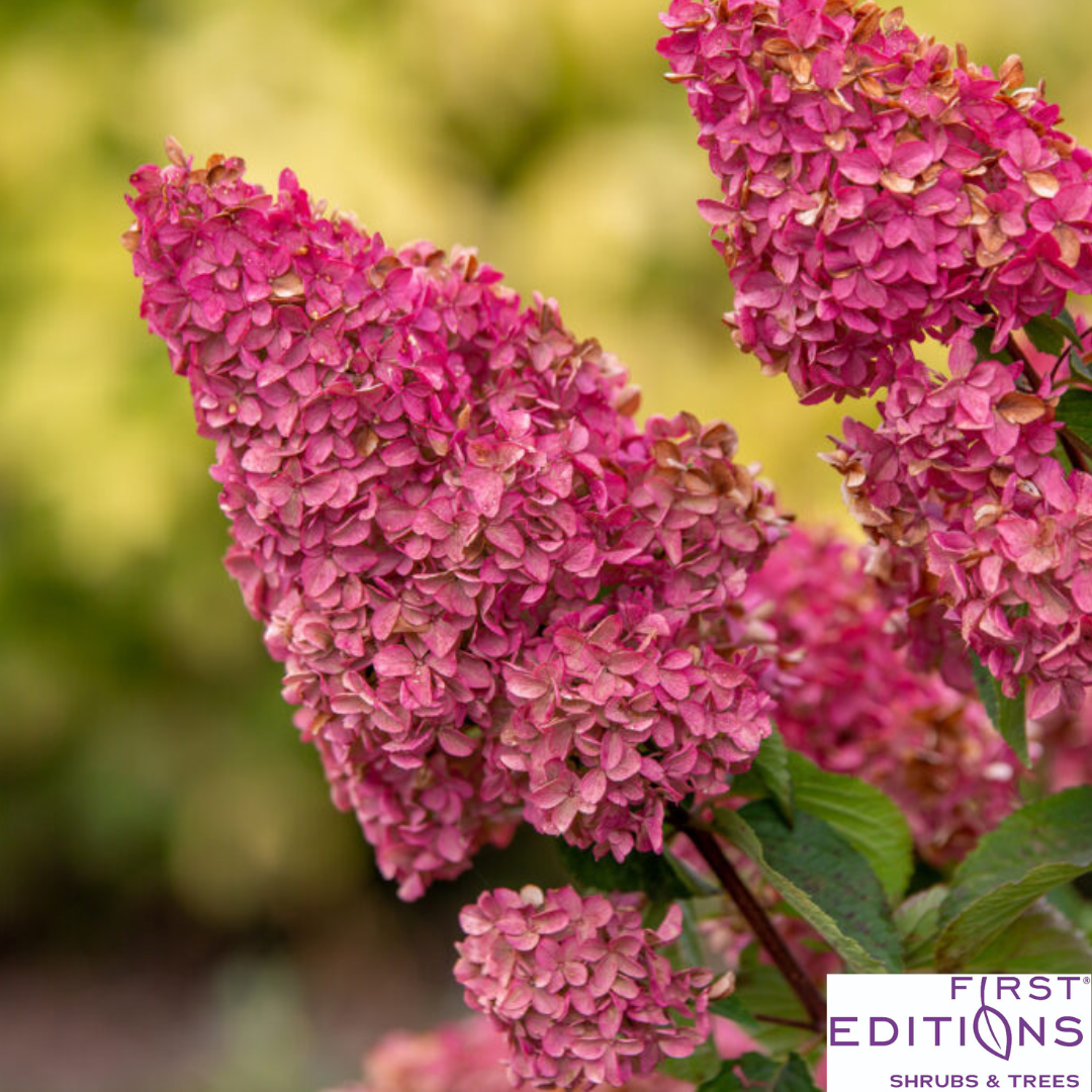 Berry White Hydrangea | Hydrangea paniculata