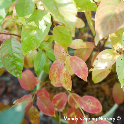 'Crimson Comet' Buttonbush | Cephalanthus occidentalis
