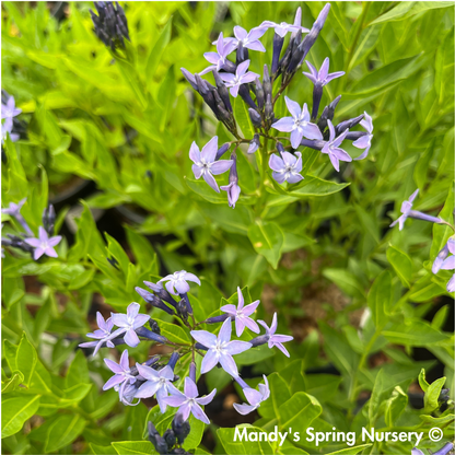 'Blue Ice' Blue Star | Amsonia