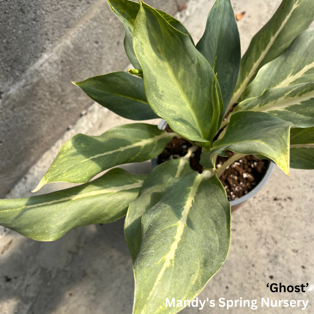 Lucky Plant' | Aglaonema