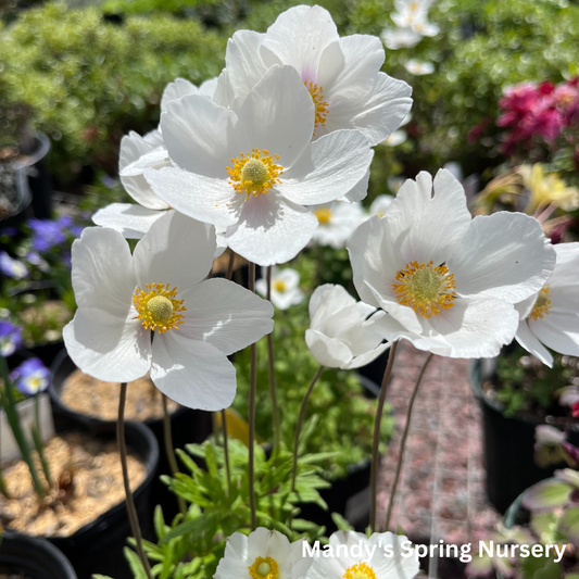 Snow Drop Anemone | Anemone Sylvestris