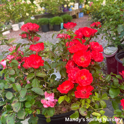 Coral Drift Rose | Rosa