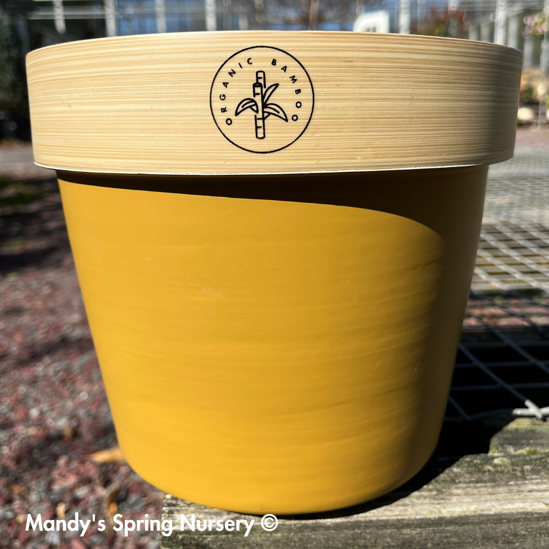 Bamboo Flower Pot