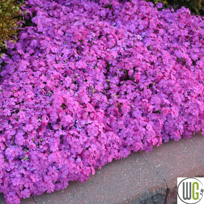 'Drummond's Pink' Creeping Phlox | Phlox subulata