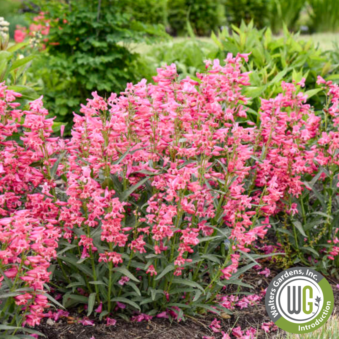 Bejeweled® 'Pink Pearls' | Penstemon barbatus