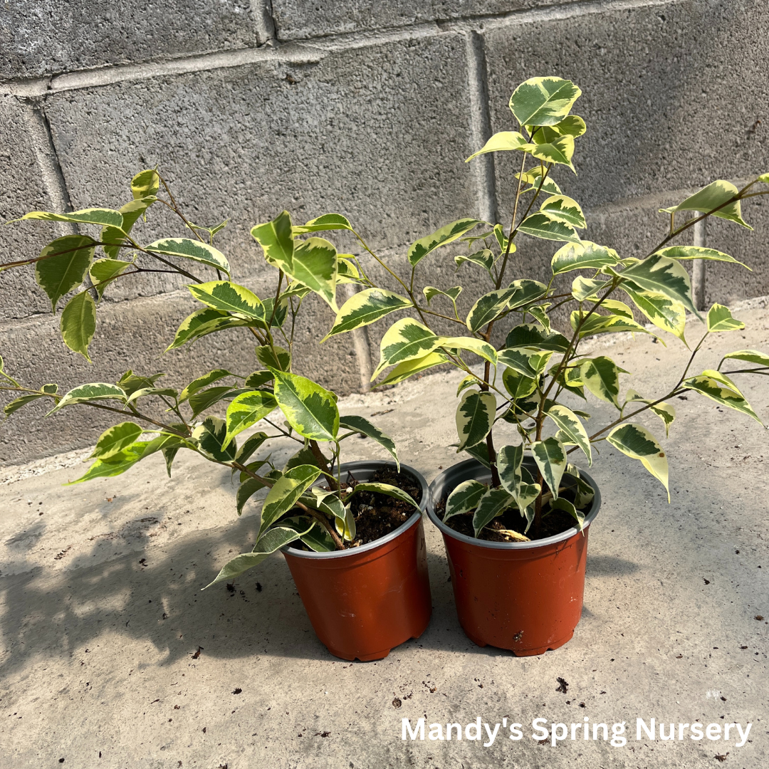 Samantha Weeping Fig | Ficus benjamina 'Samantha'