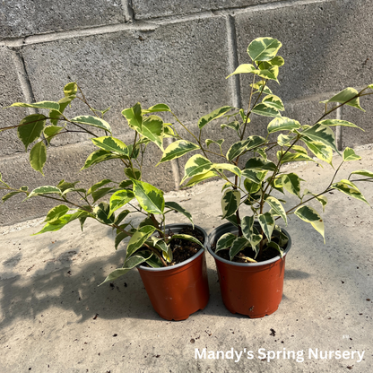 Samantha Weeping Fig | Ficus benjamina 'Samantha'