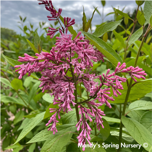 James Macfarlane Lilac | Syringa x prestoniae