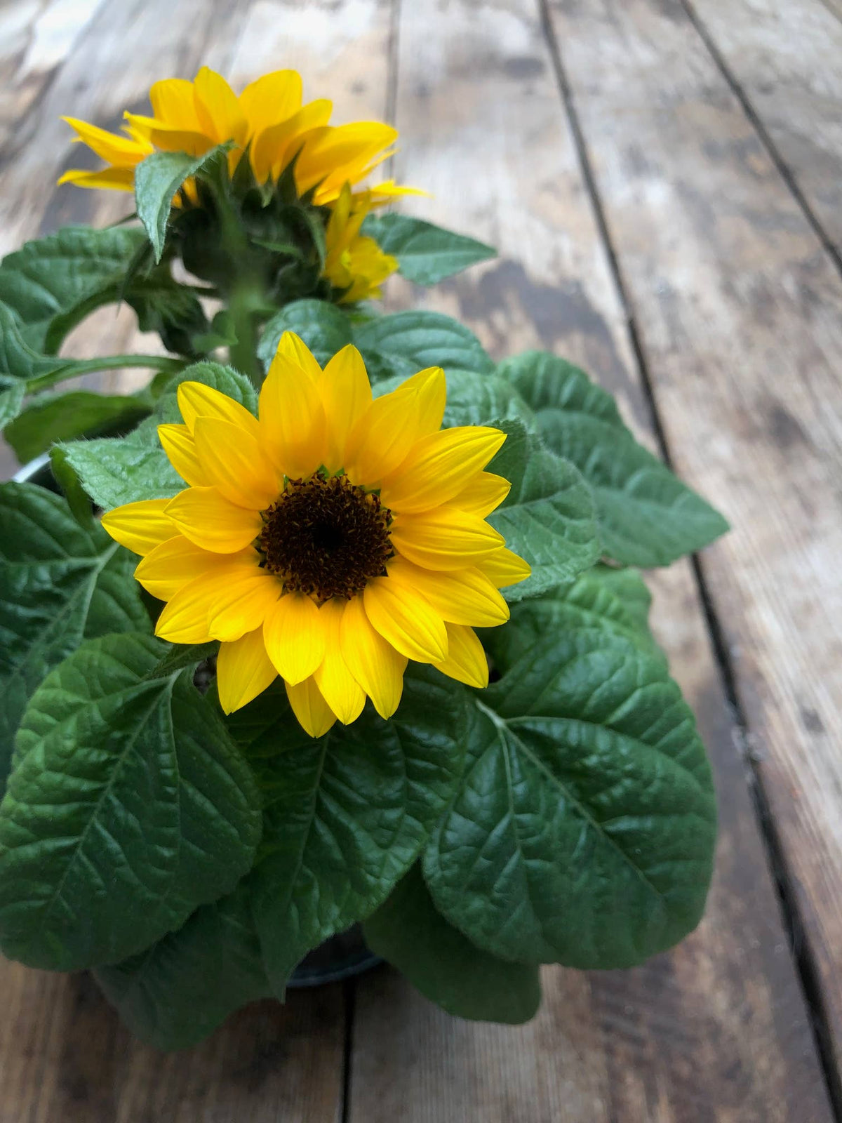 Essential Thank You Sunflower Garden | Just Because Gift