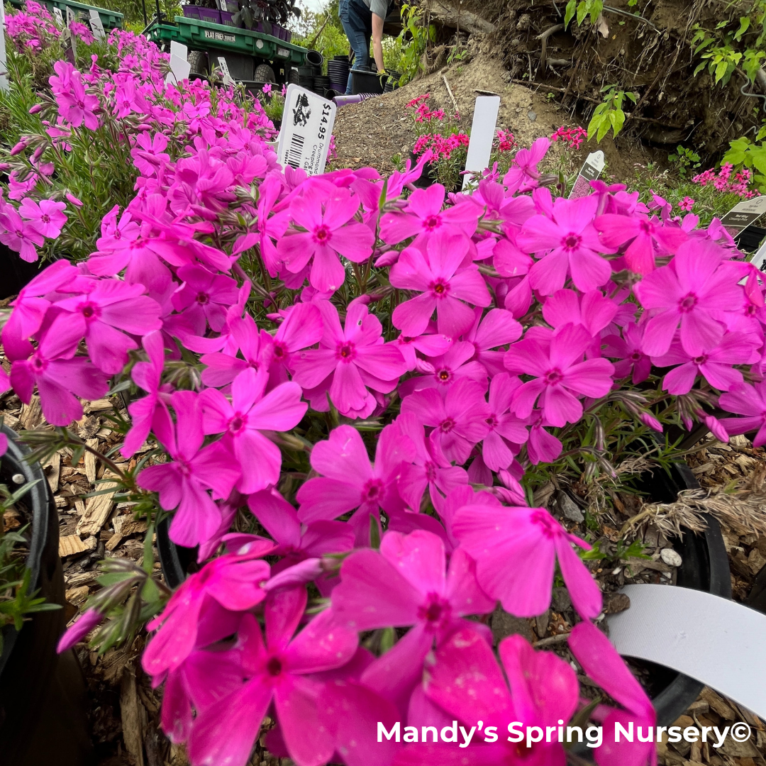 'Drummond's Pink' Creeping Phlox | Phlox subulata