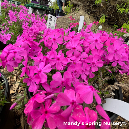'Drummond's Pink' Creeping Phlox | Phlox subulata