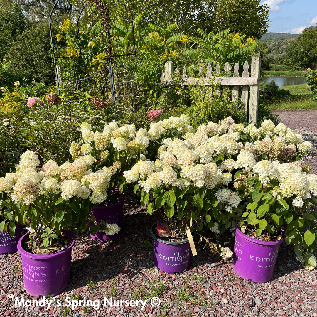 Little Hottie Hydrangea | Hydrangea paniculata