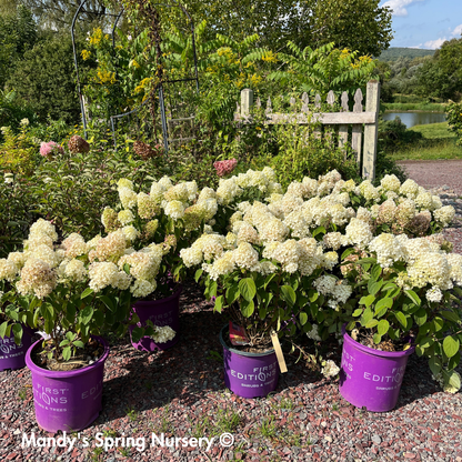Little Hottie Hydrangea | Hydrangea paniculata