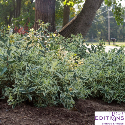 Cool Splash Dwarf Bush Honeysuckle | Diervilla sessilifolia