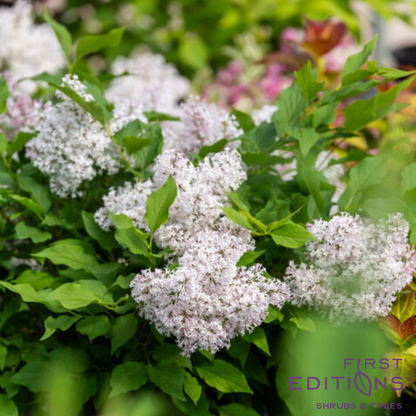 Little Lady Lilac | Syringa x 'Jeflady'