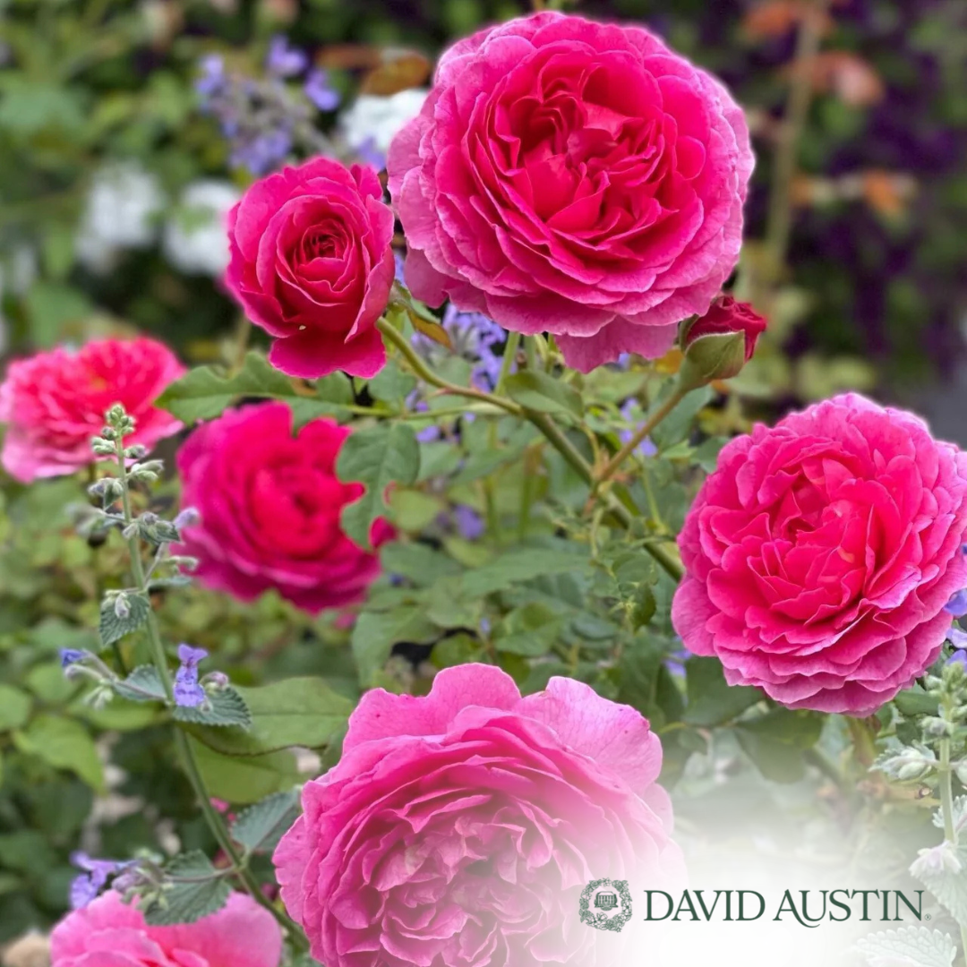 Gabriel Oak Rose | Rosa