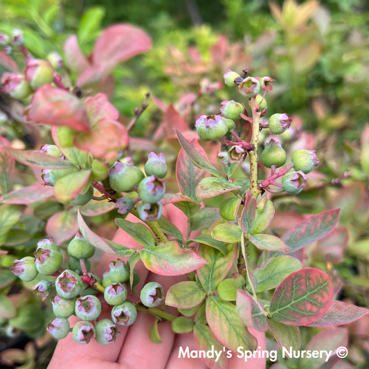'Peach Sorbet' Blueberry | Vaccinium x Peach Sorbet