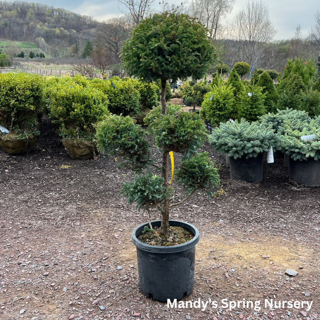 Boulevard False Cypress | Chamaecyparis pisifera 'Boulevard'