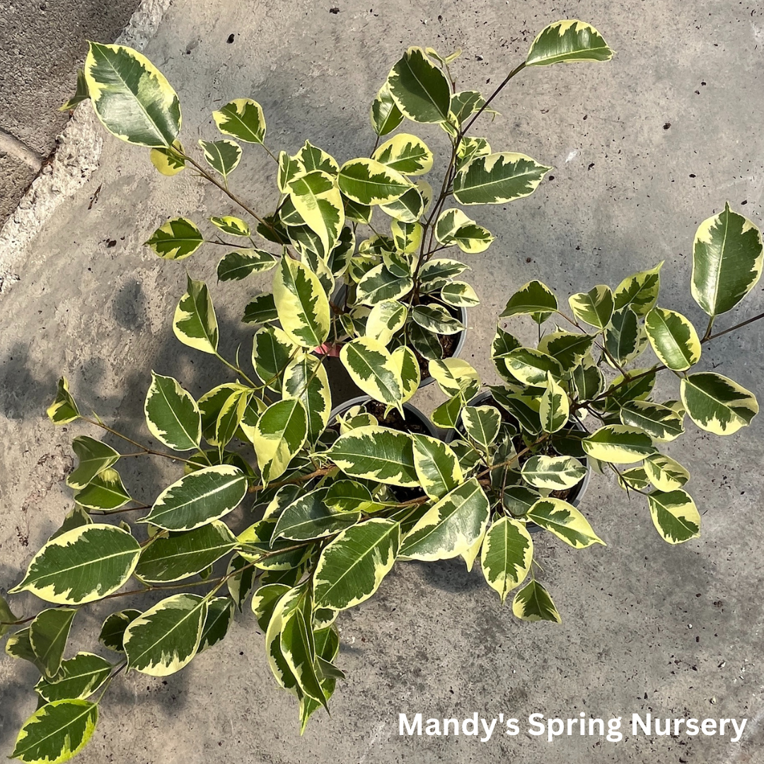 Samantha Weeping Fig | Ficus benjamina 'Samantha'