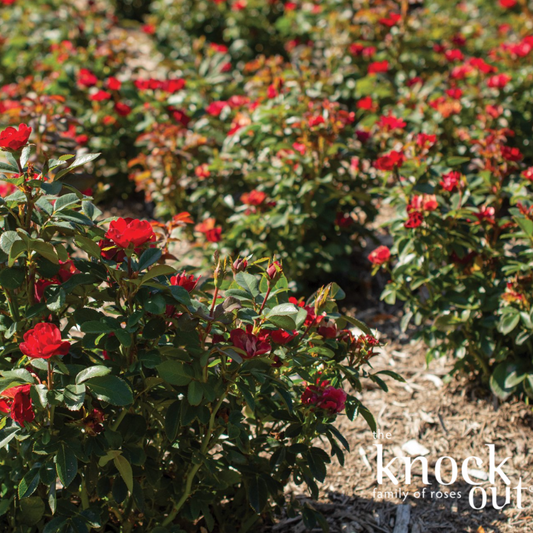 Petite Knock Out Rose | Rosa 'Petite Knock Out'
