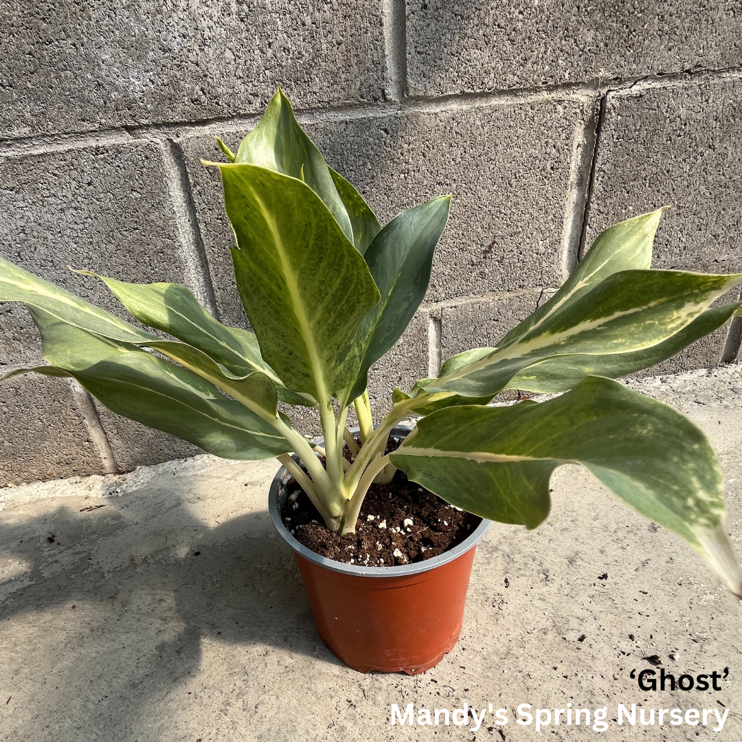 Lucky Plant' | Aglaonema