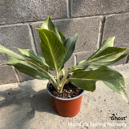 Lucky Plant' | Aglaonema