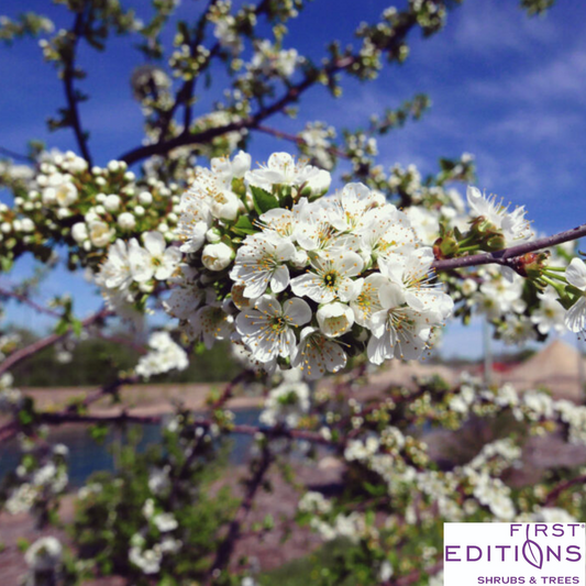 Sweet Cherry Pie Cherry Tree | Prunus cerasus 'Eubank'