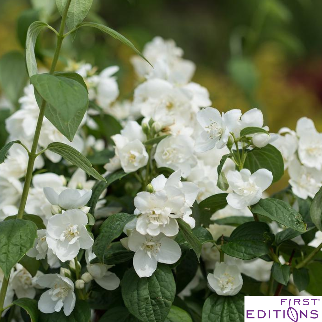 Snow White Mockorange | Philadelphus