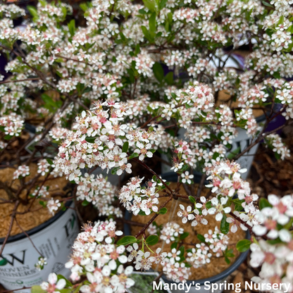'Ground Hug' Chokeberry | Aronia mel.