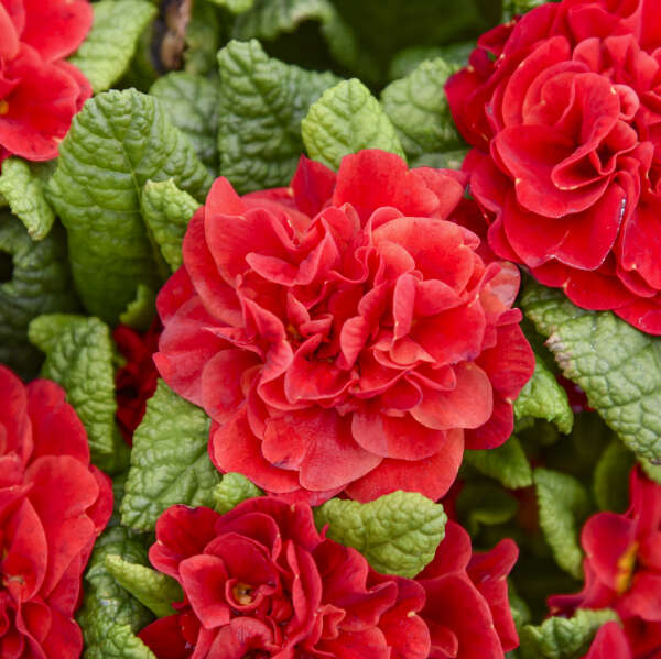 'Scarletta' Primrose | Primula vulgaris