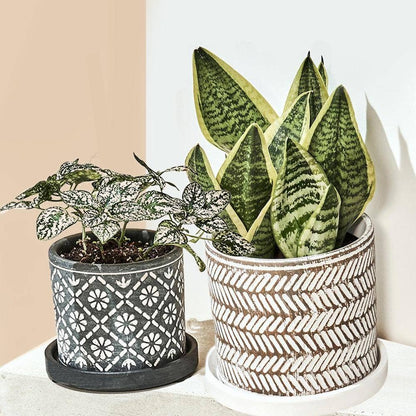 Balter Succulent Containers Cactus Pot And Saucer